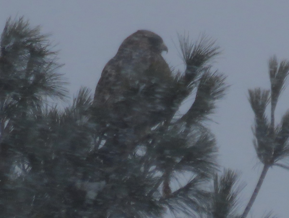 káně rousná - ML647022451