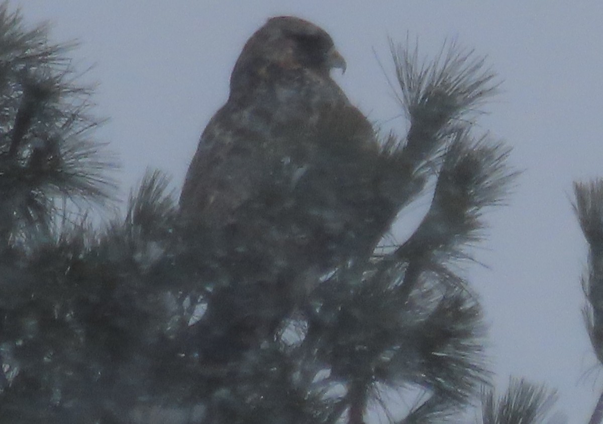 káně rousná - ML647022453