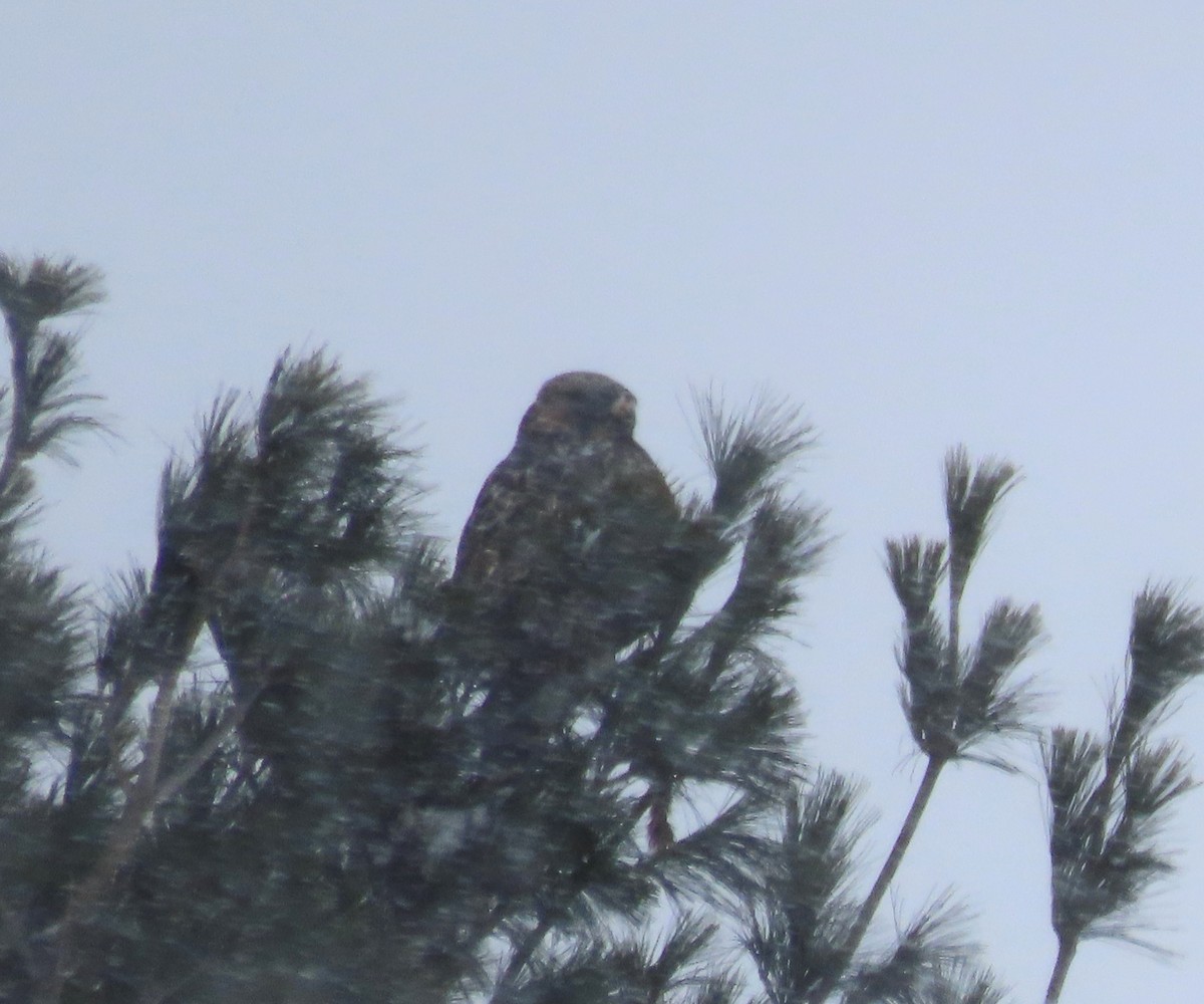 káně rousná - ML647022454