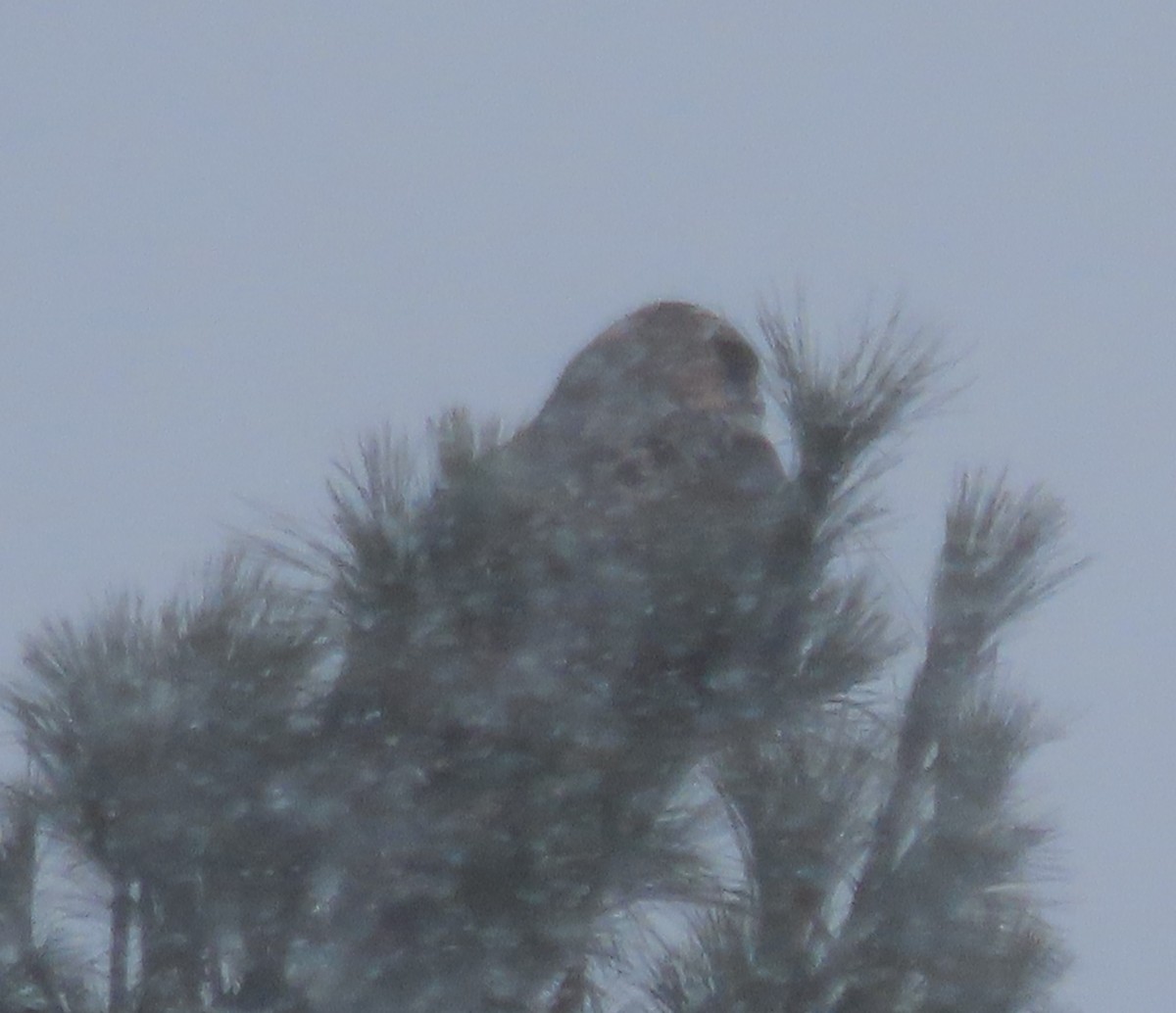 káně rousná - ML647022455