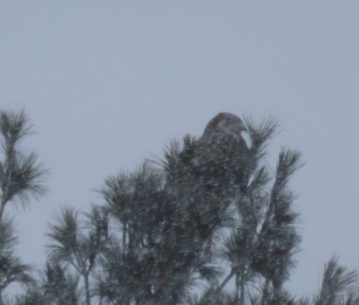 káně rousná - ML647022456