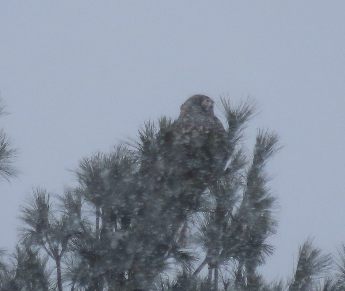 káně rousná - ML647022457