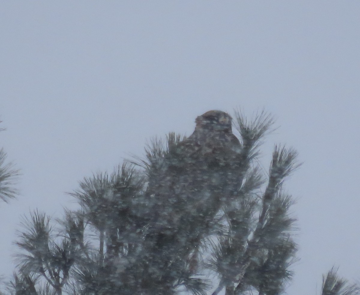 káně rousná - ML647022458