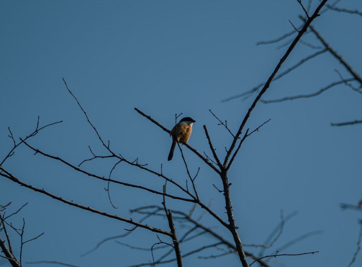 Long-tailed Shrike - ML647022459