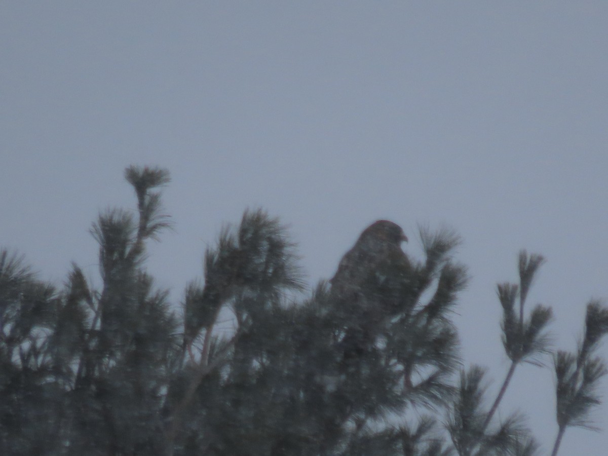 káně rousná - ML647022460