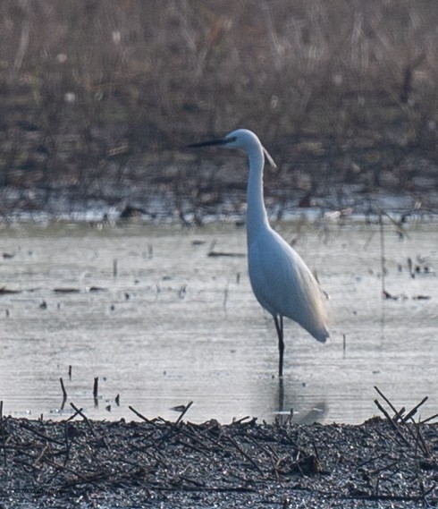 silkehegre - ML647022461