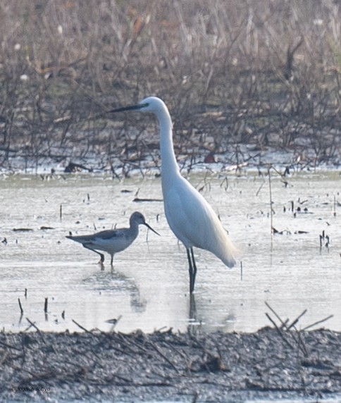 silkehegre - ML647022462