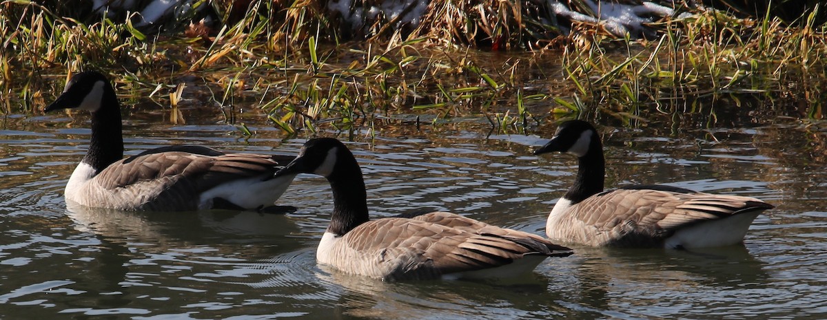 Barnacla Canadiense Grande - ML647022463