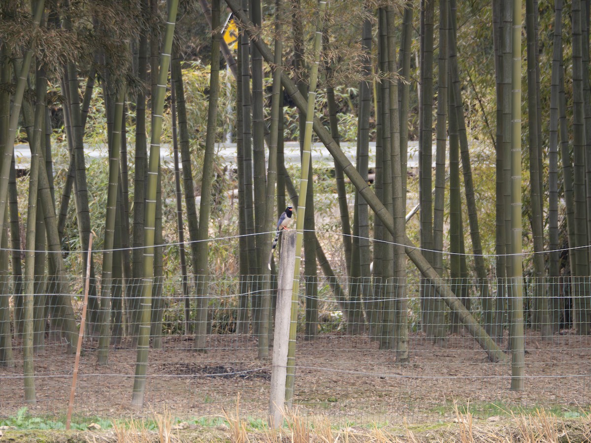 Red-billed Blue-Magpie - ML647022464