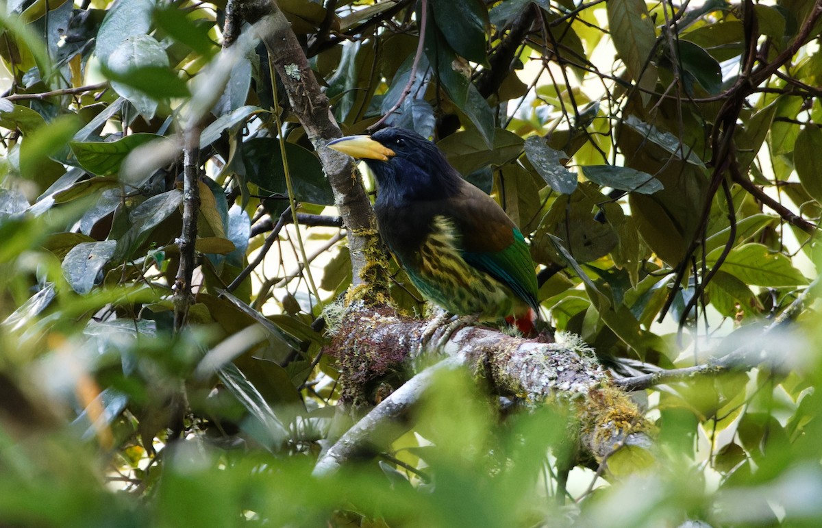 himalayaskjeggfugl - ML647022465