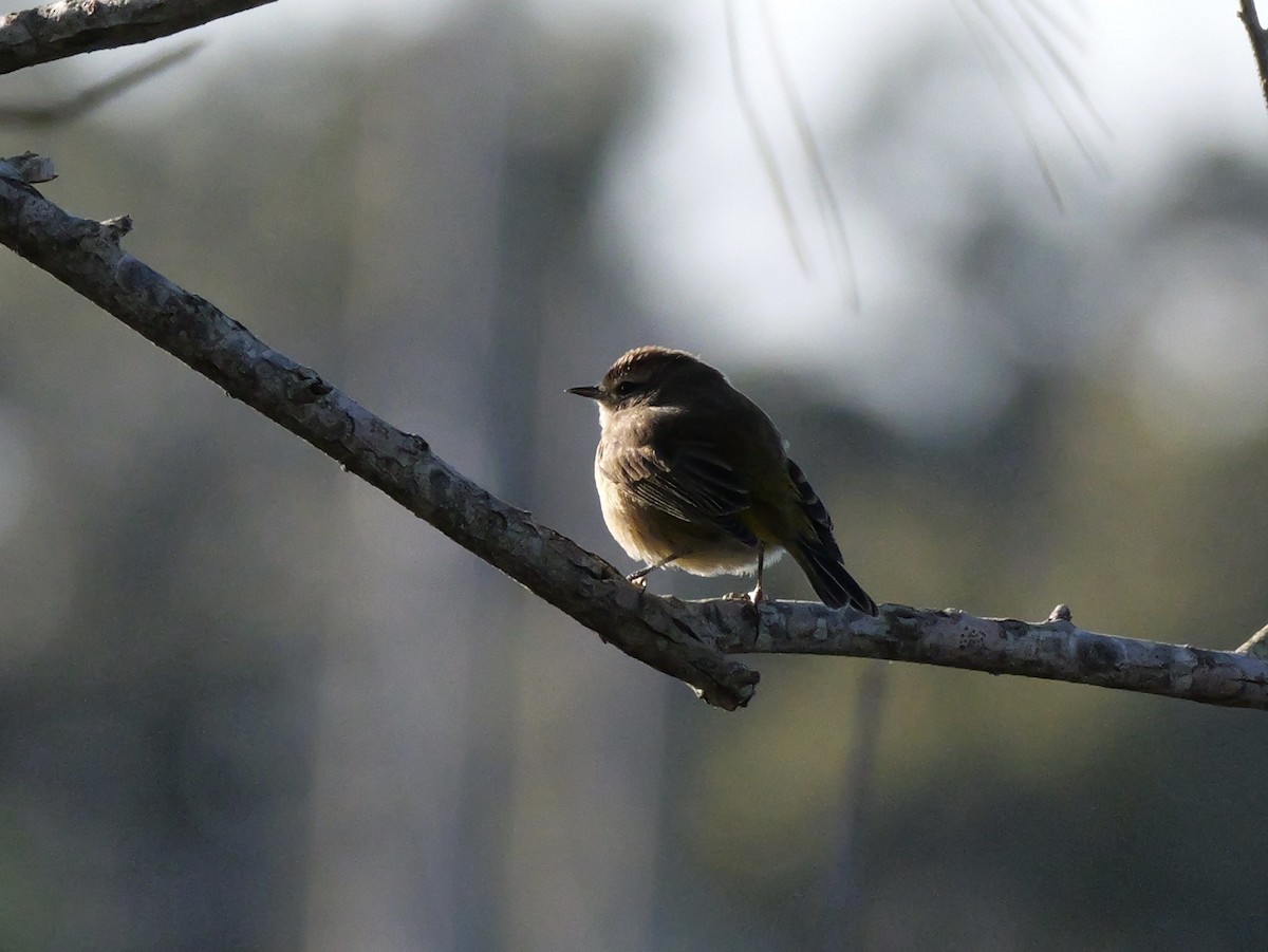 myrparula (palmarum) - ML647022466