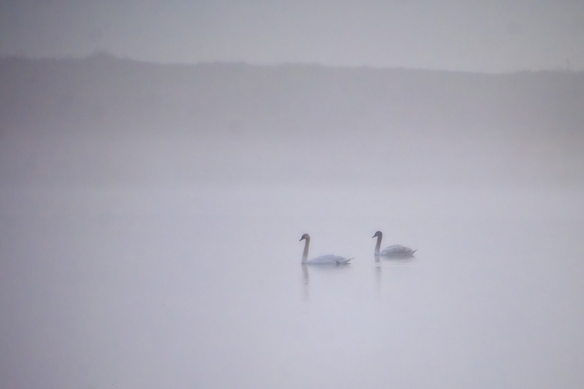 knoppsvane - ML647022467