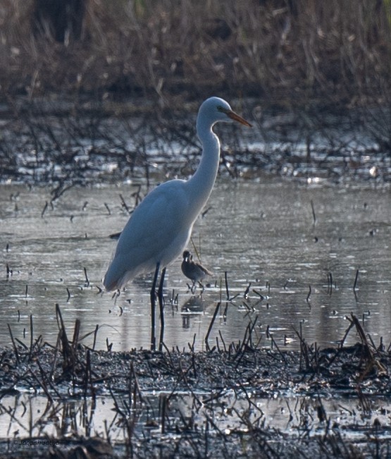 duskhegre - ML647022468