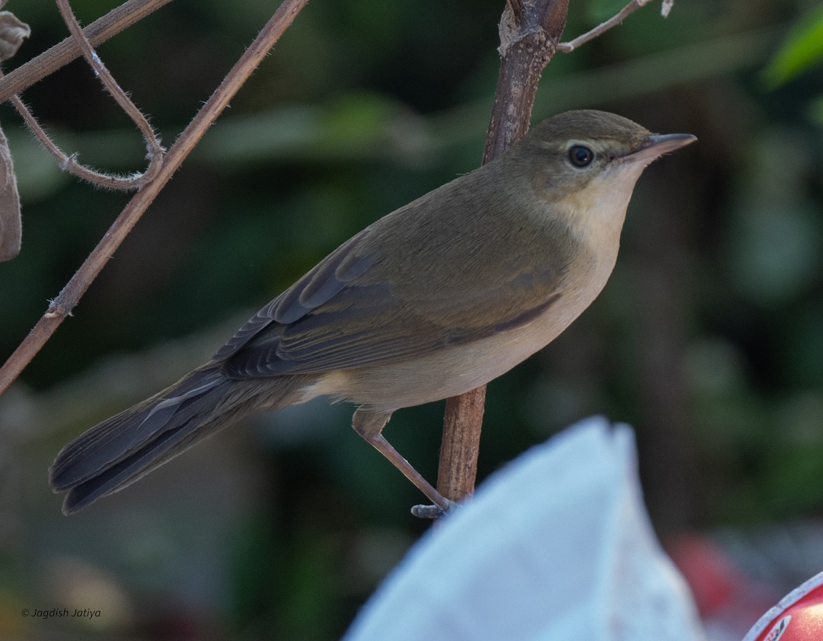 布氏葦鶯 - ML647022478