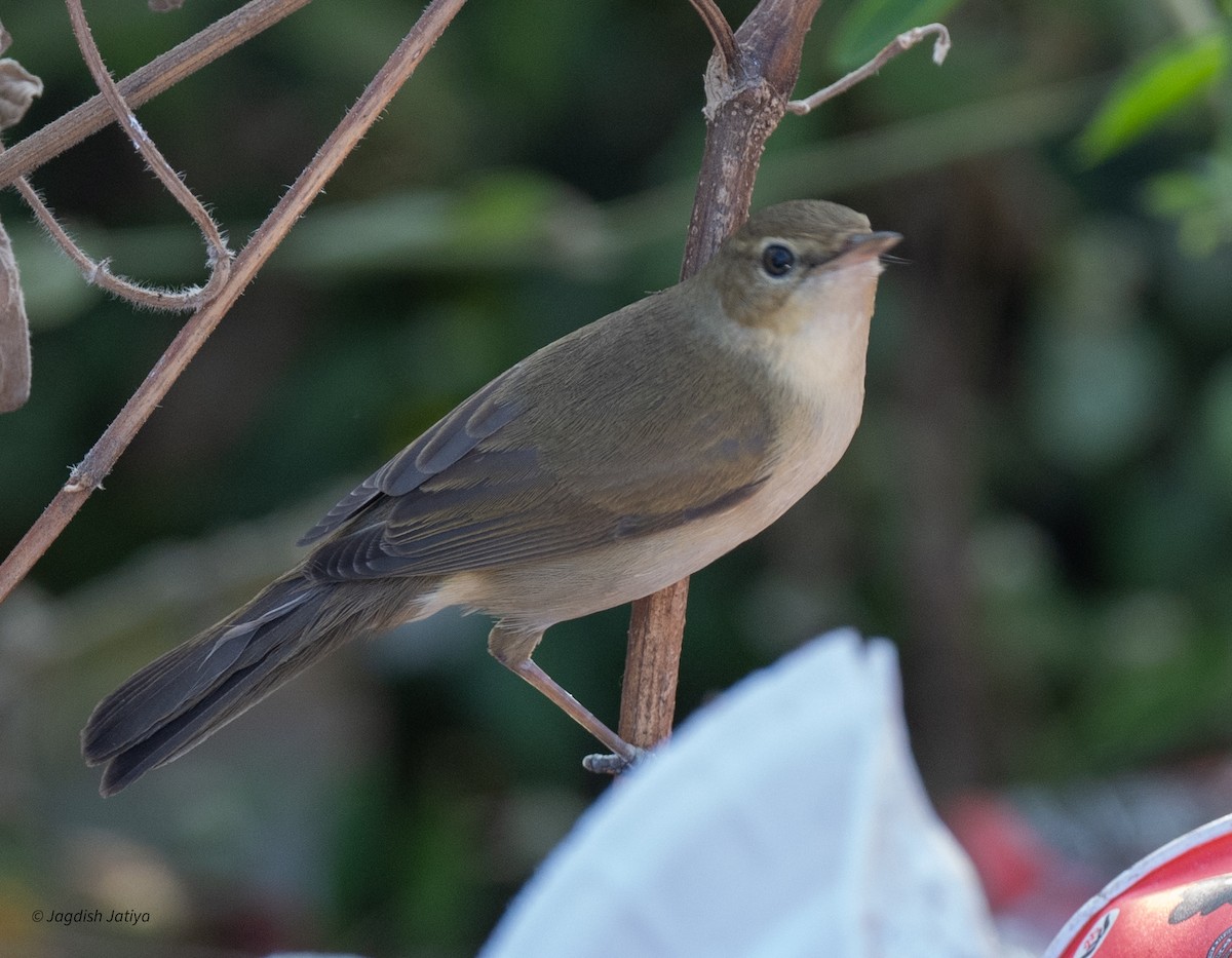 布氏葦鶯 - ML647022479