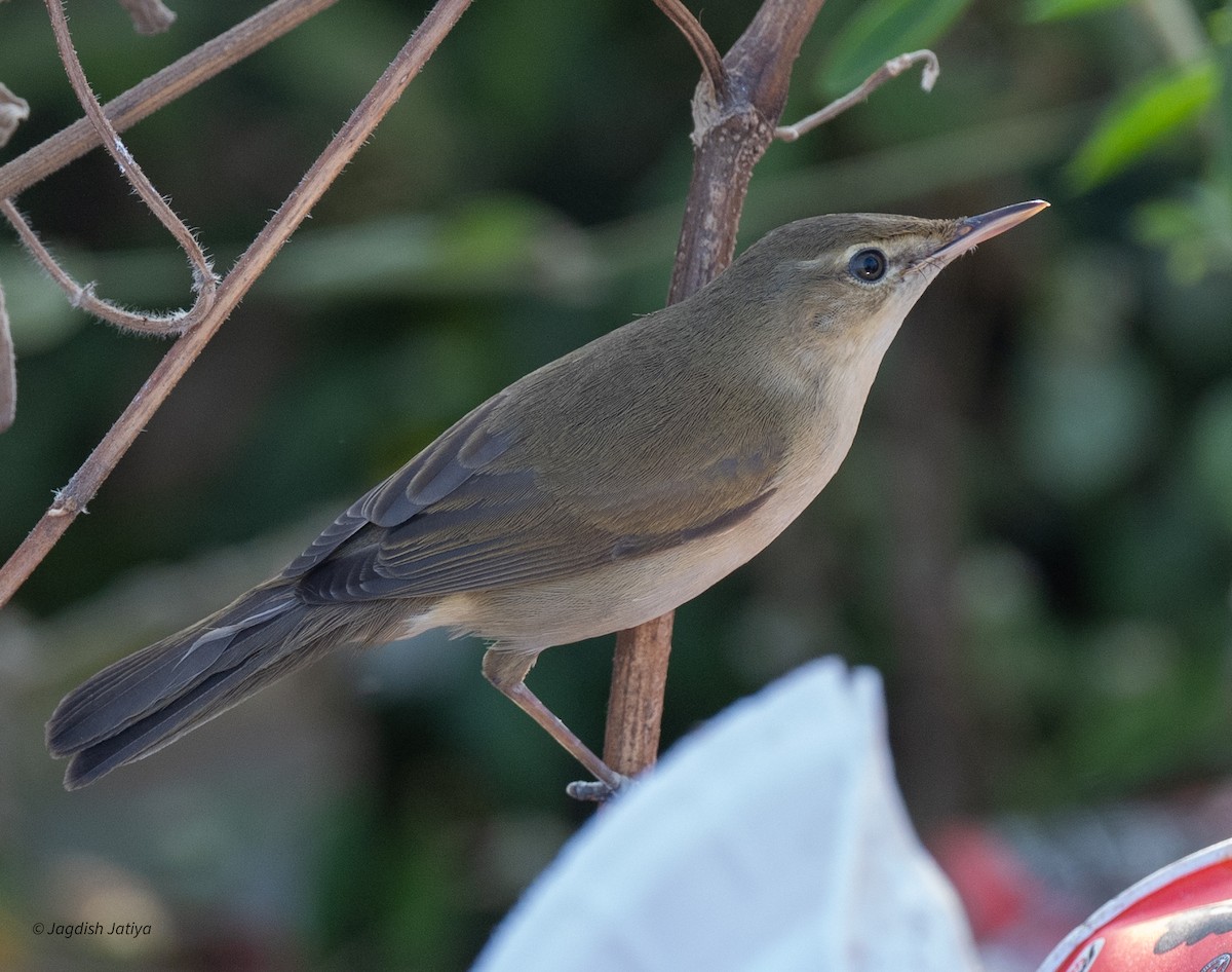 布氏葦鶯 - ML647022480