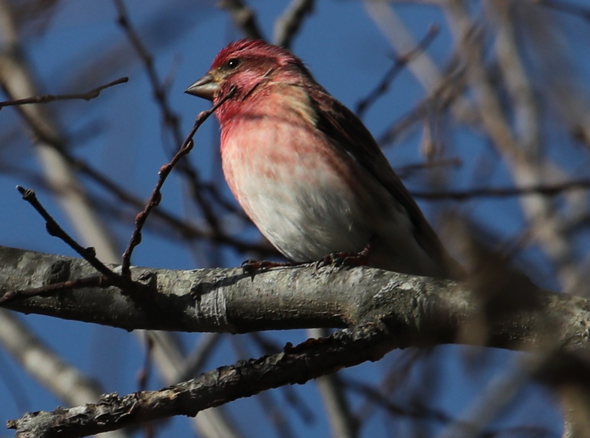 Purple Finch - ML647022487