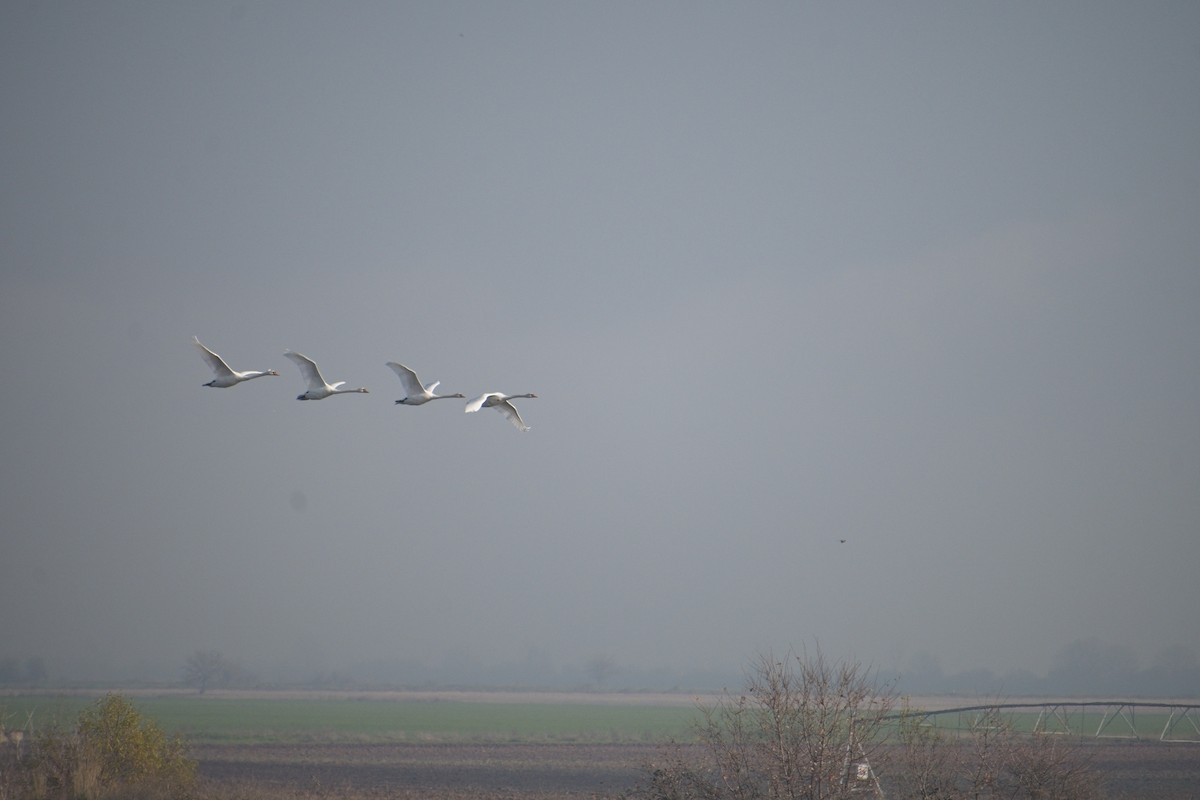 Mute Swan - ML647022491