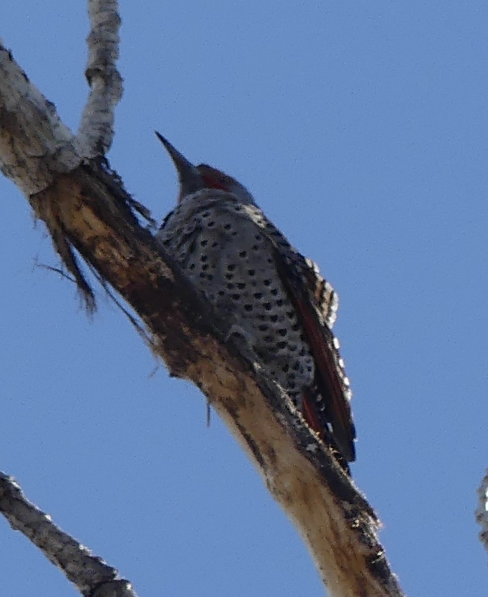 Northern Flicker - ML647022495