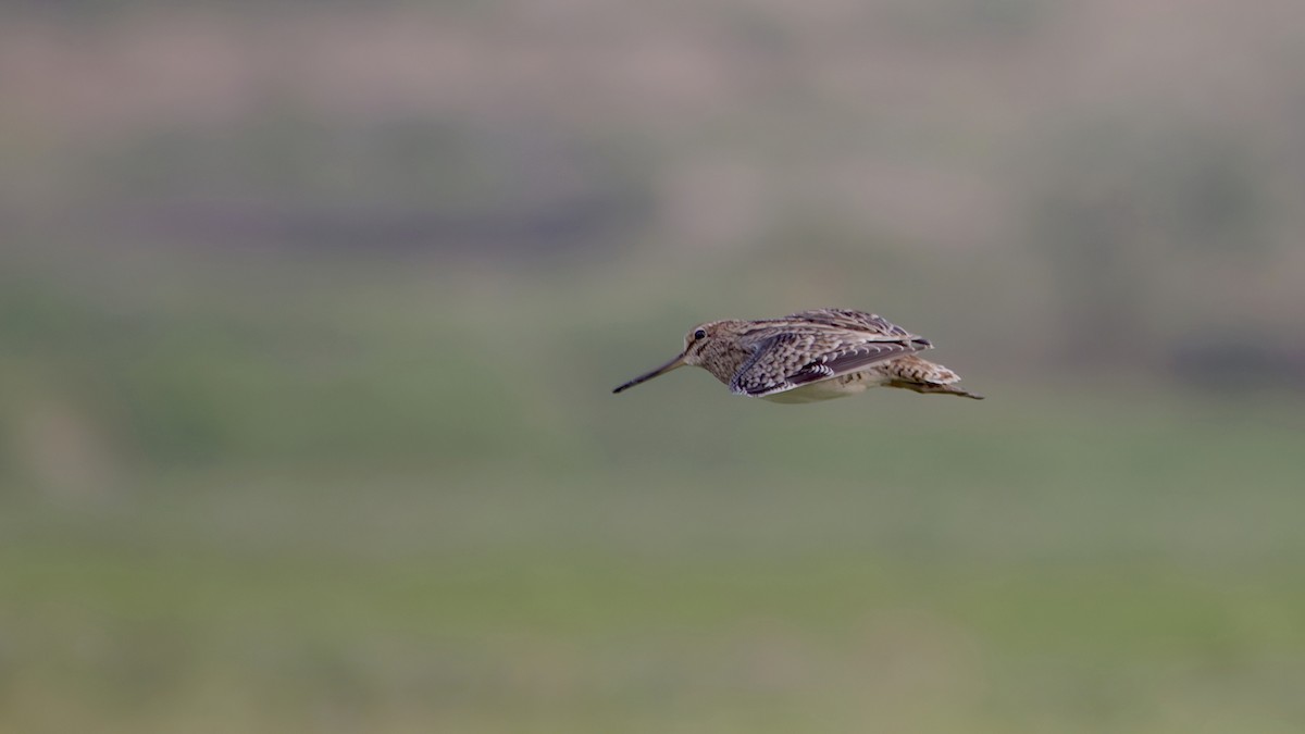 ハリオシギ - ML647022524