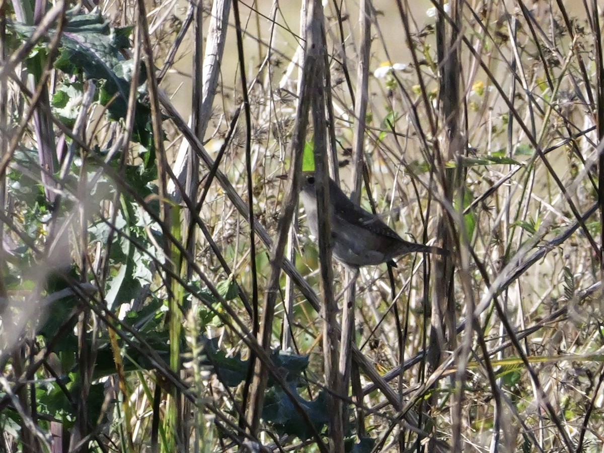Northern House Wren - ML647022532