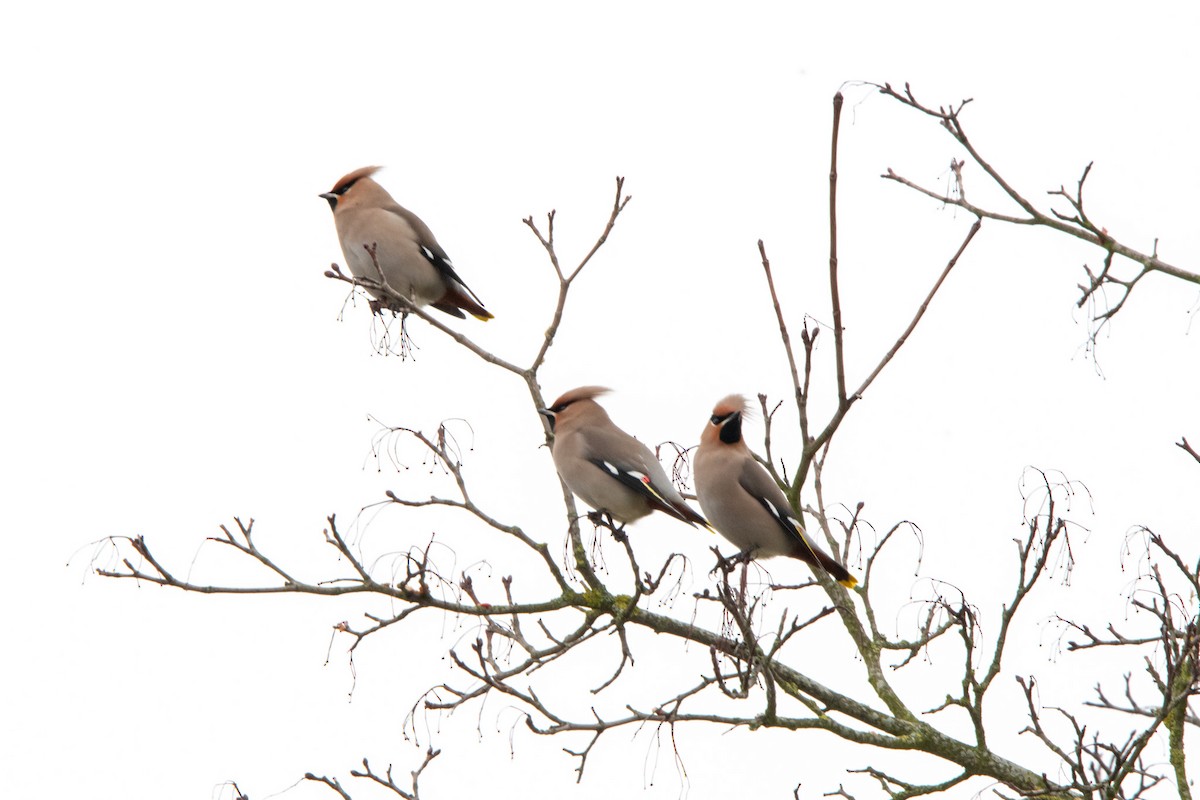 黃連雀 - ML647022550