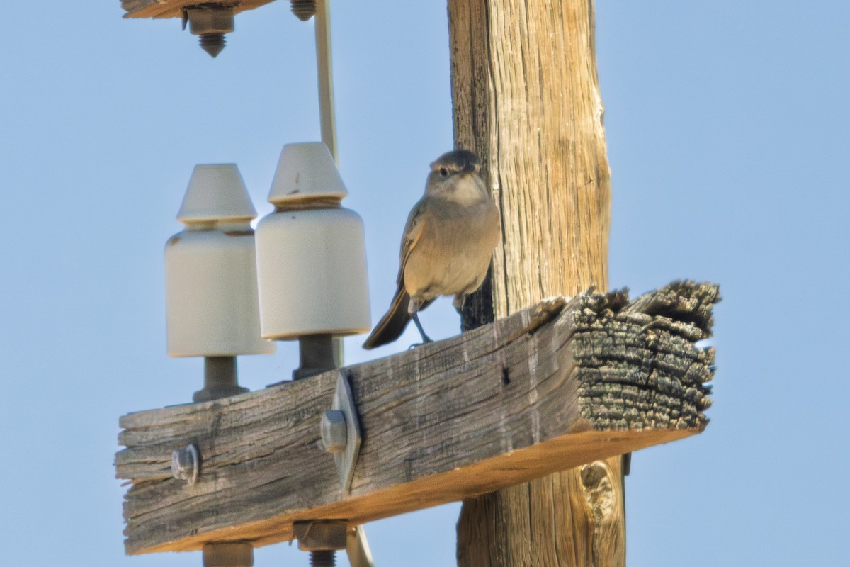 Karoo Chat - David Spencer