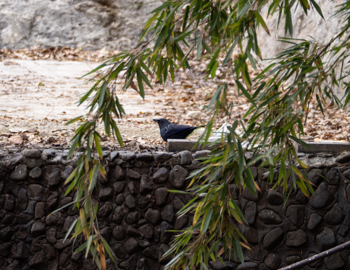 modravec siný - ML647022565