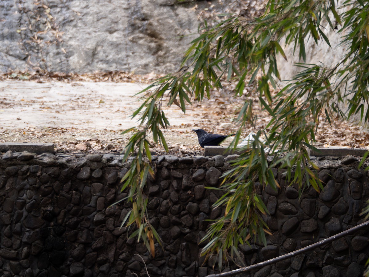 modravec siný - ML647022566