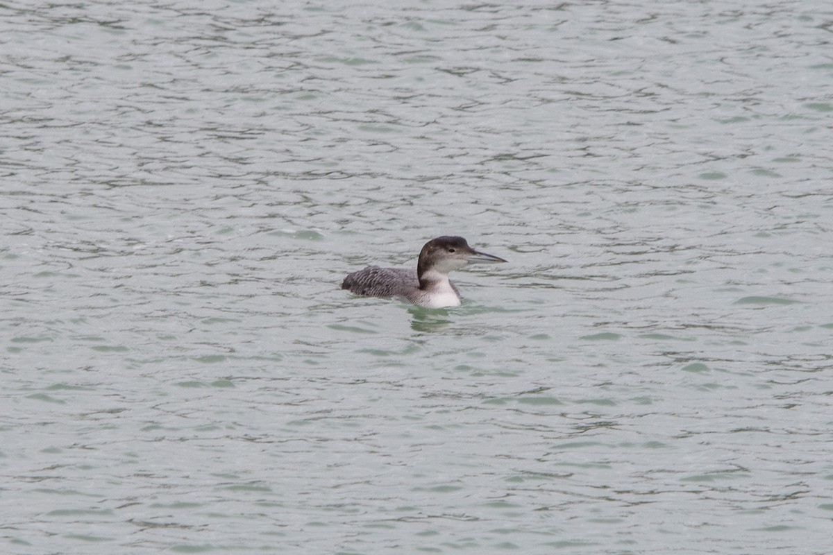 Common Loon - ML647022567