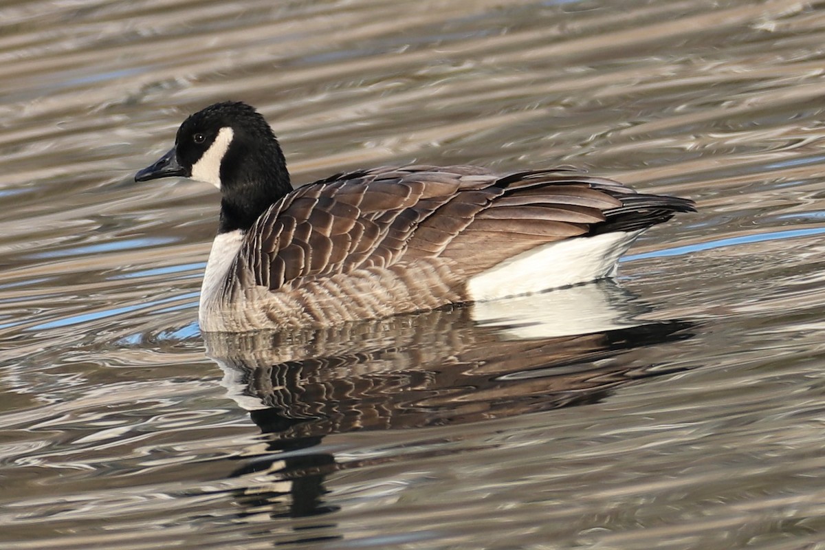 Barnacla Canadiense Grande - ML647022581