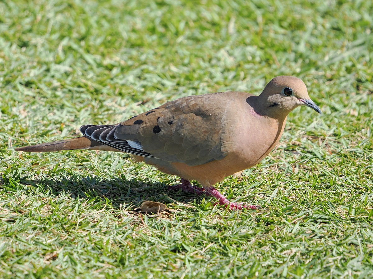 Zenaida Dove - ML647022583