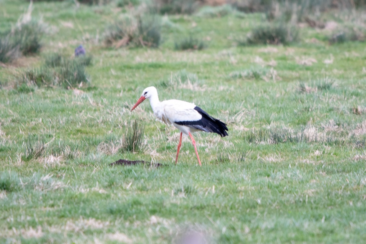 White Stork - ML647022590