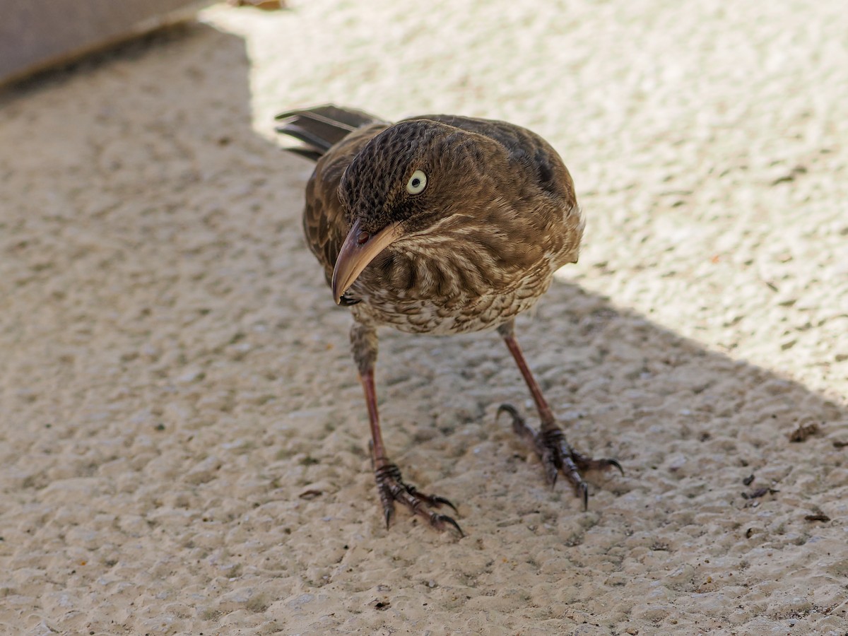 Pearly-eyed Thrasher - ML647022592