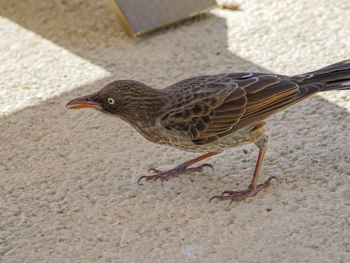 Pearly-eyed Thrasher - ML647022593