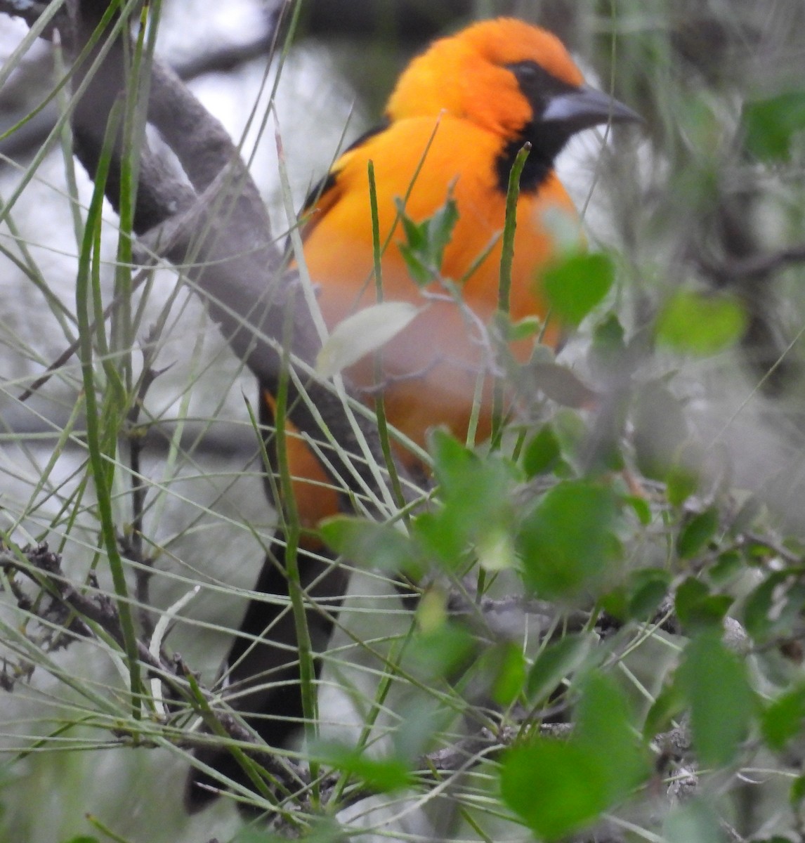 Altamira Oriole - ML647022595