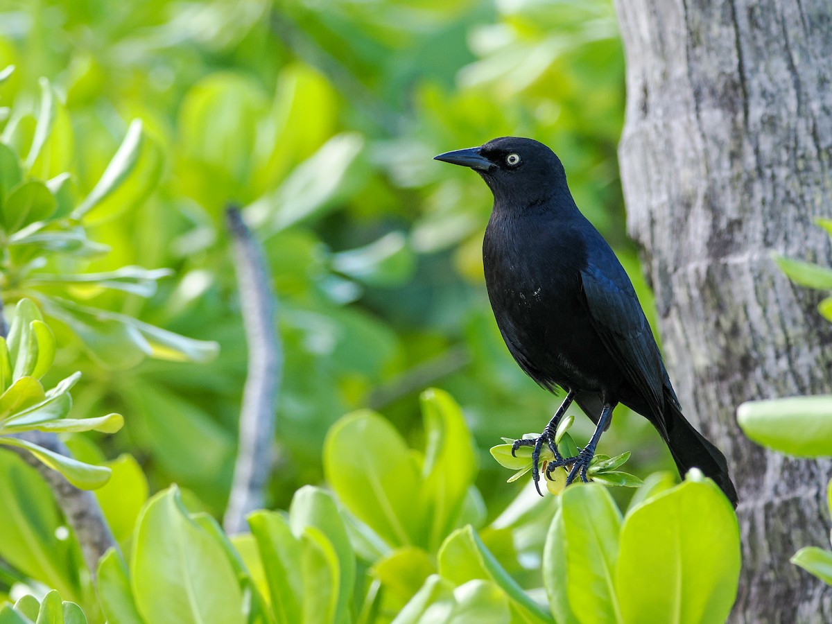 Greater Antillean Grackle - ML647022603