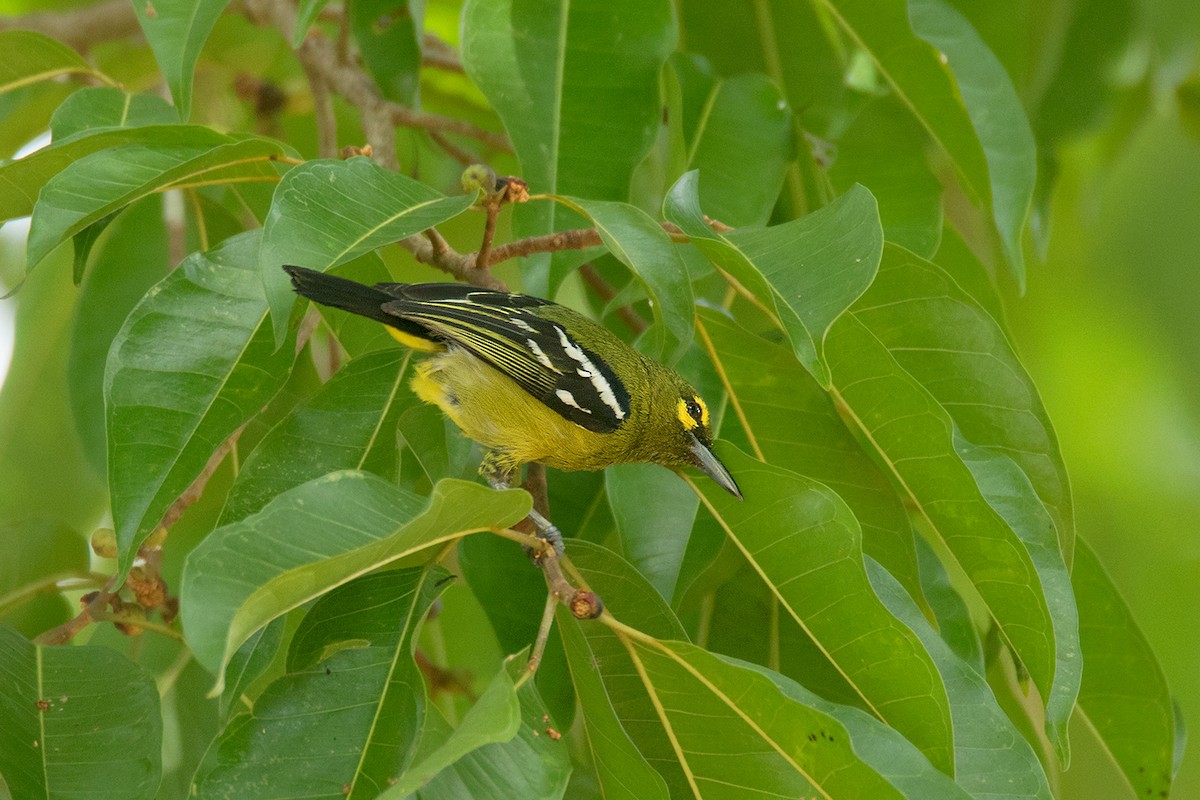 Green Iora - ML64702261