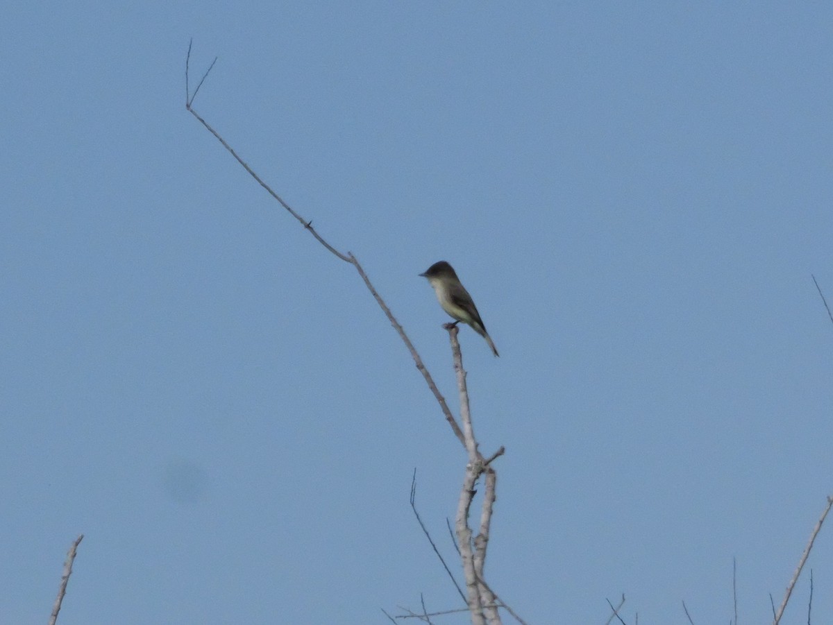 Mosquero Fibí - ML647022610