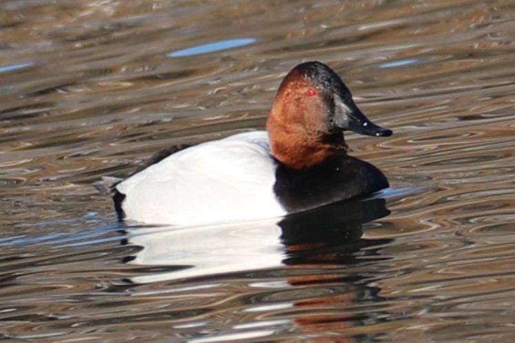 Murgilari bizkarzuria - ML647022616