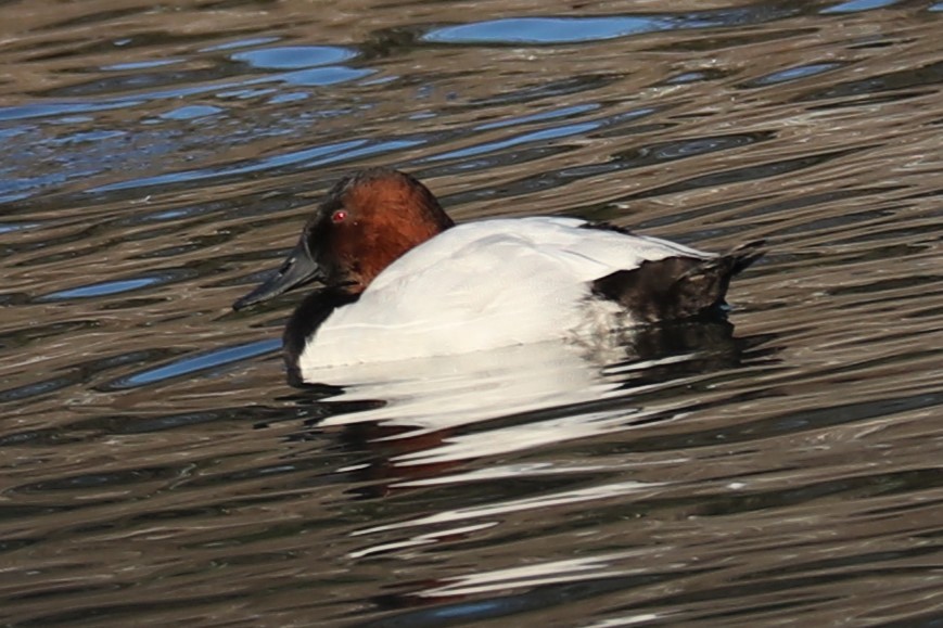 Murgilari bizkarzuria - ML647022619