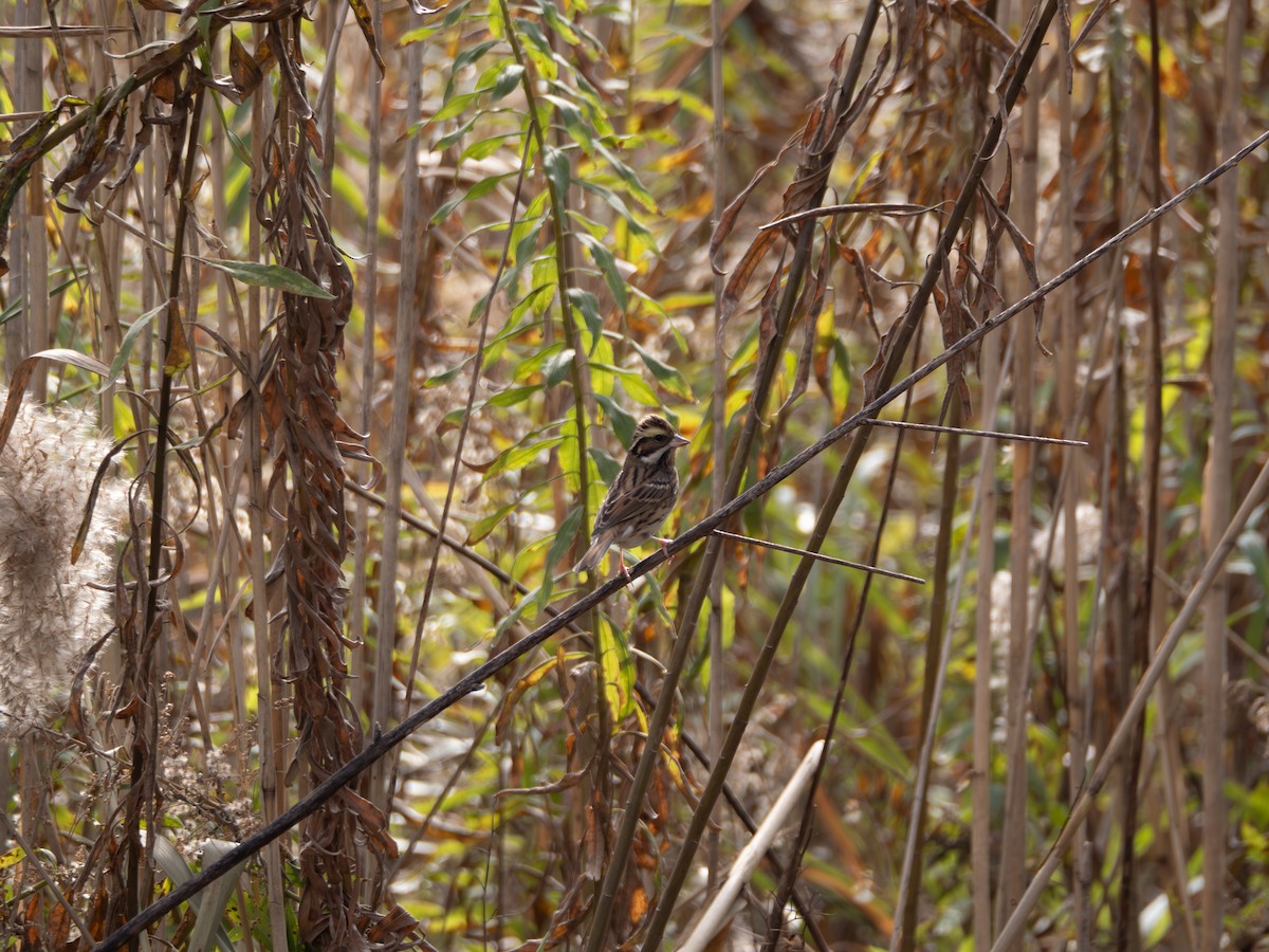 גיבתון צהוב-גבות - ML647022628