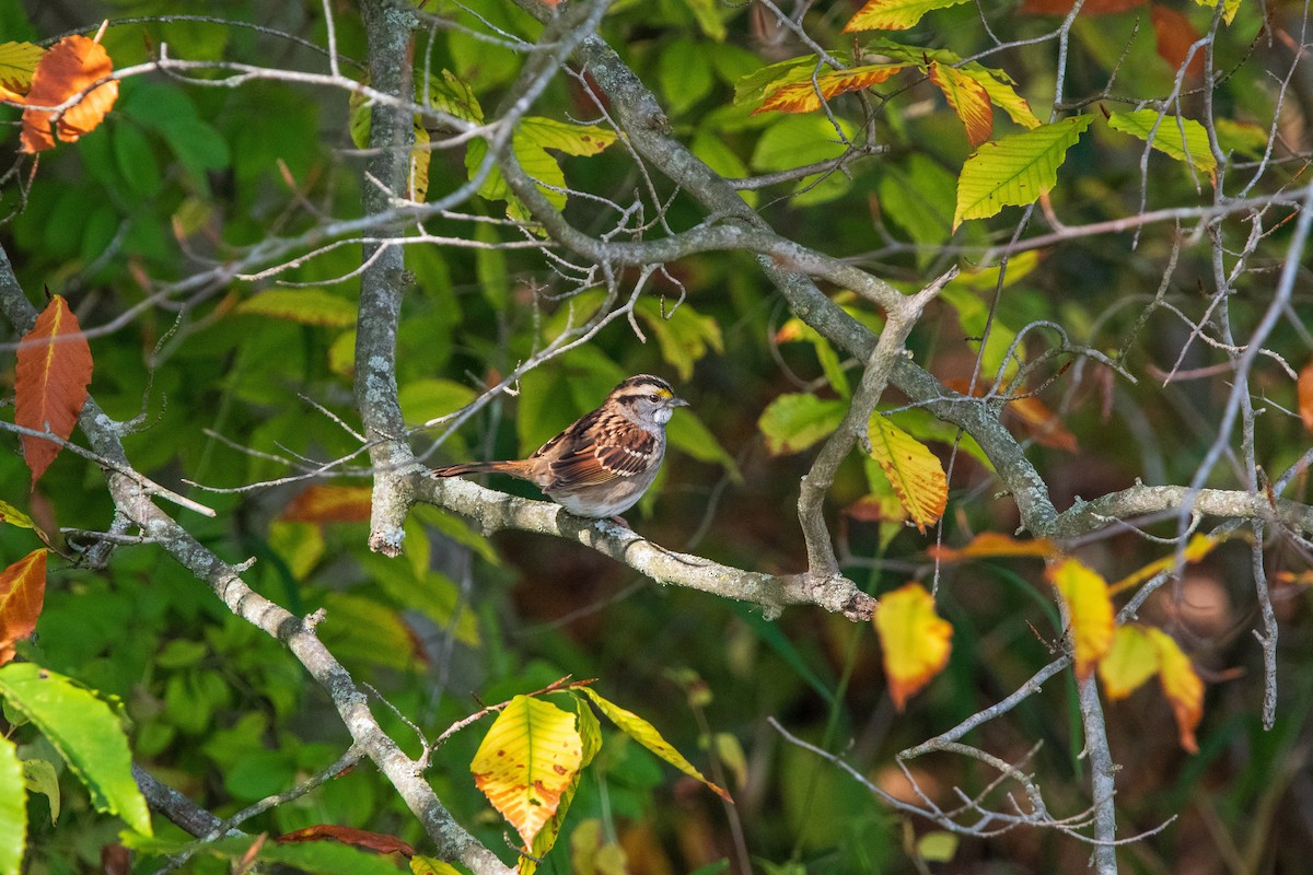 White-throated Sparrow - ML647022633