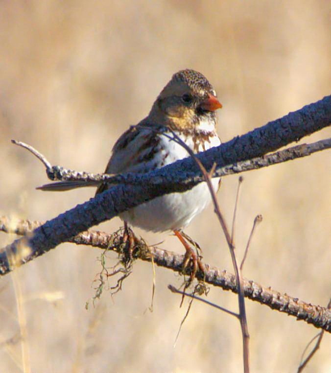 Harris's Sparrow - ML647022640