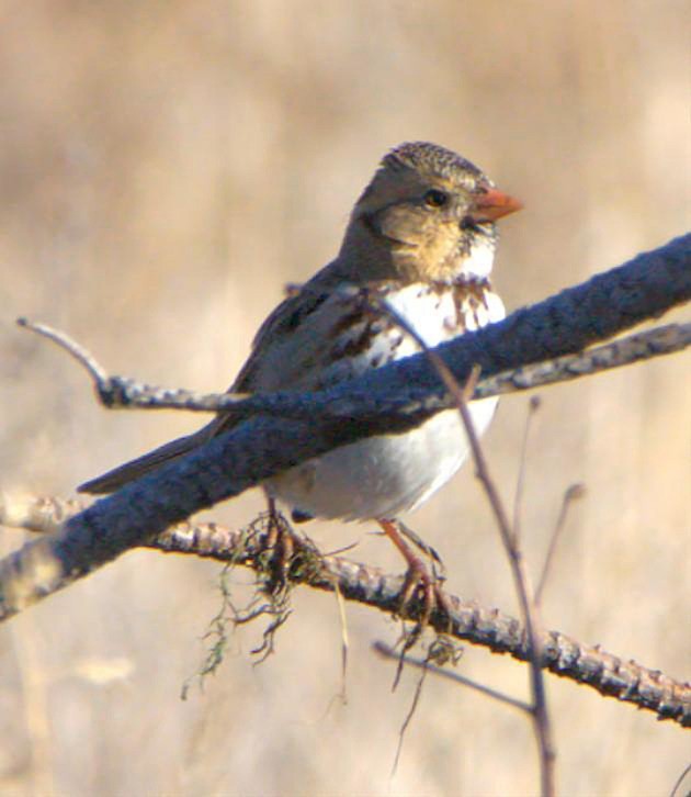 Harris's Sparrow - ML647022641