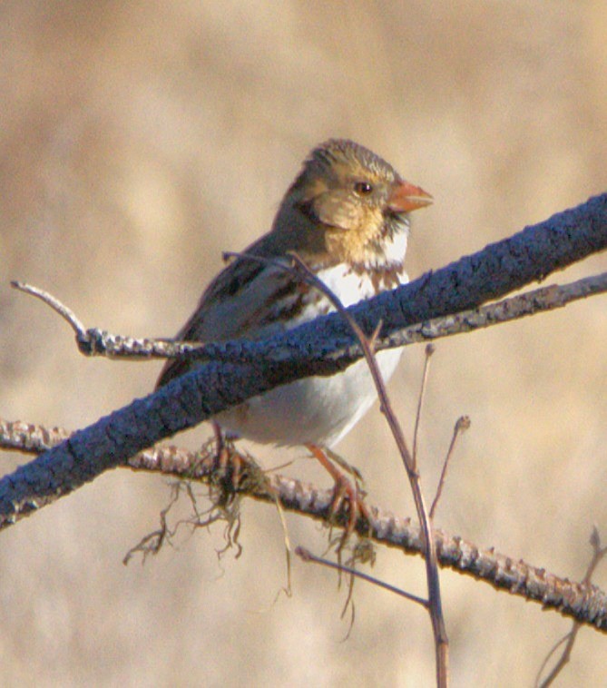 Harris's Sparrow - ML647022642