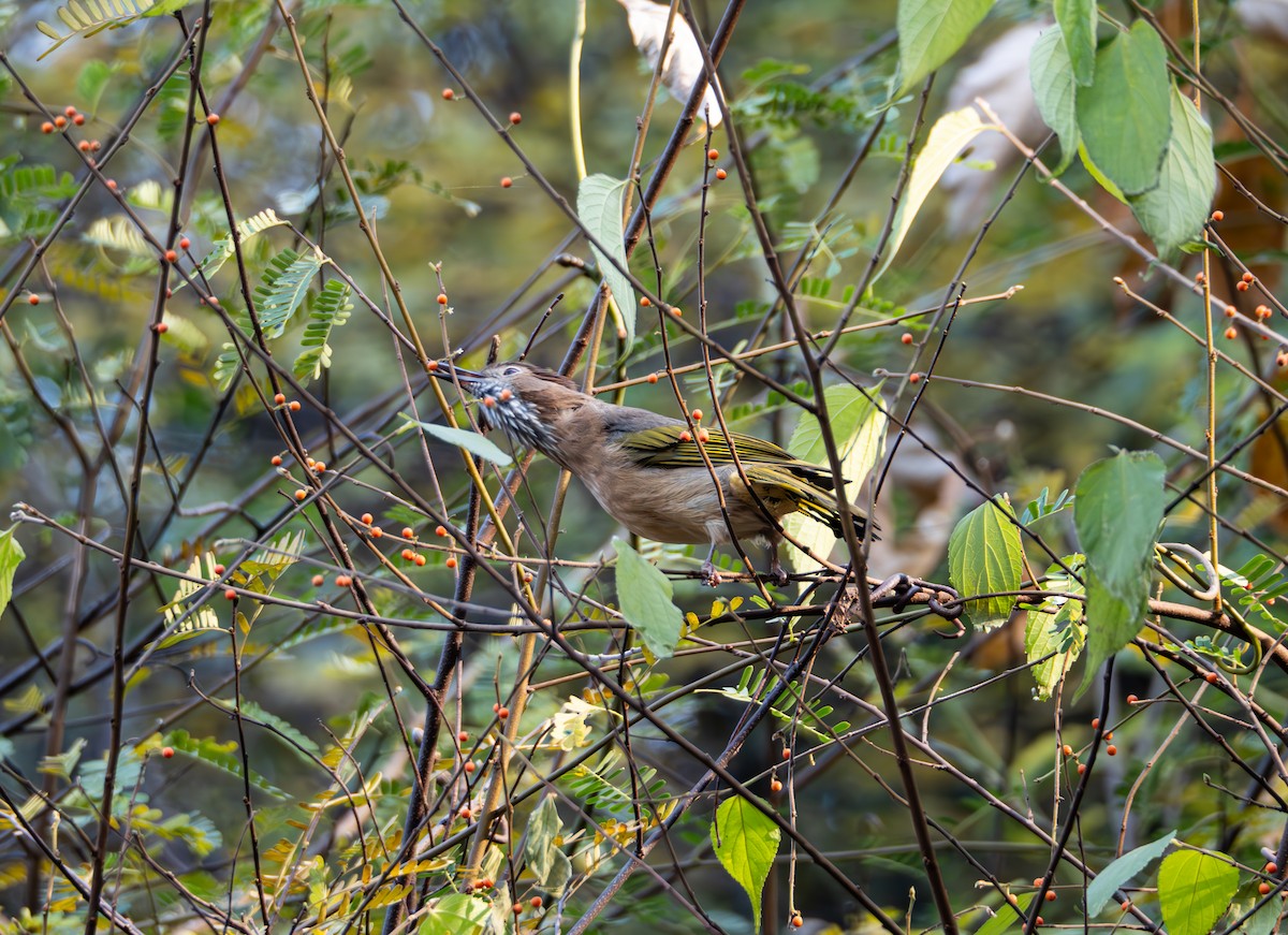 Mountain Bulbul - ML647022657