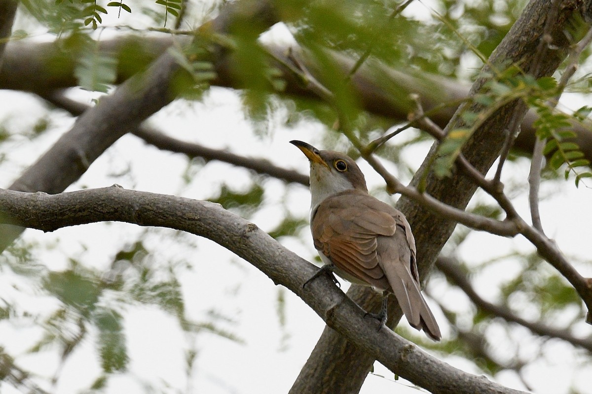 Yellow-billed Cuckoo - ML647022666