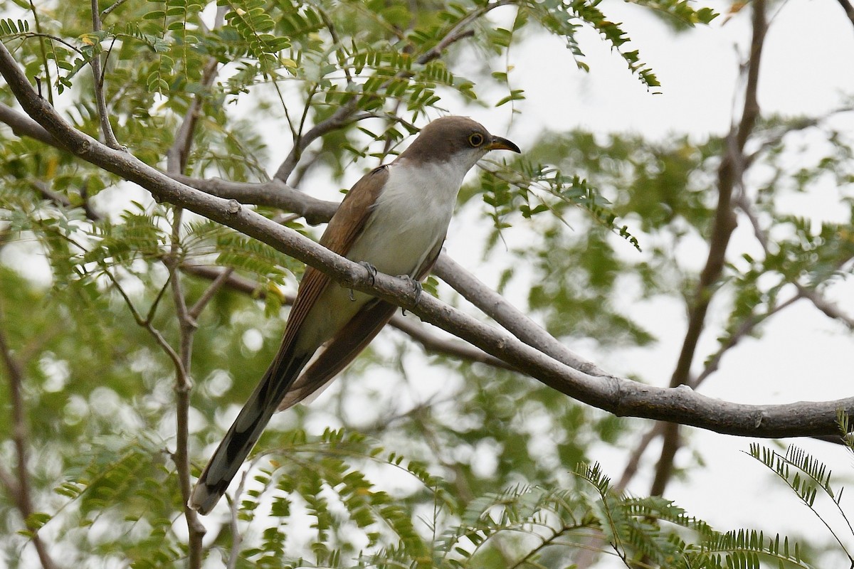 Yellow-billed Cuckoo - ML647022667