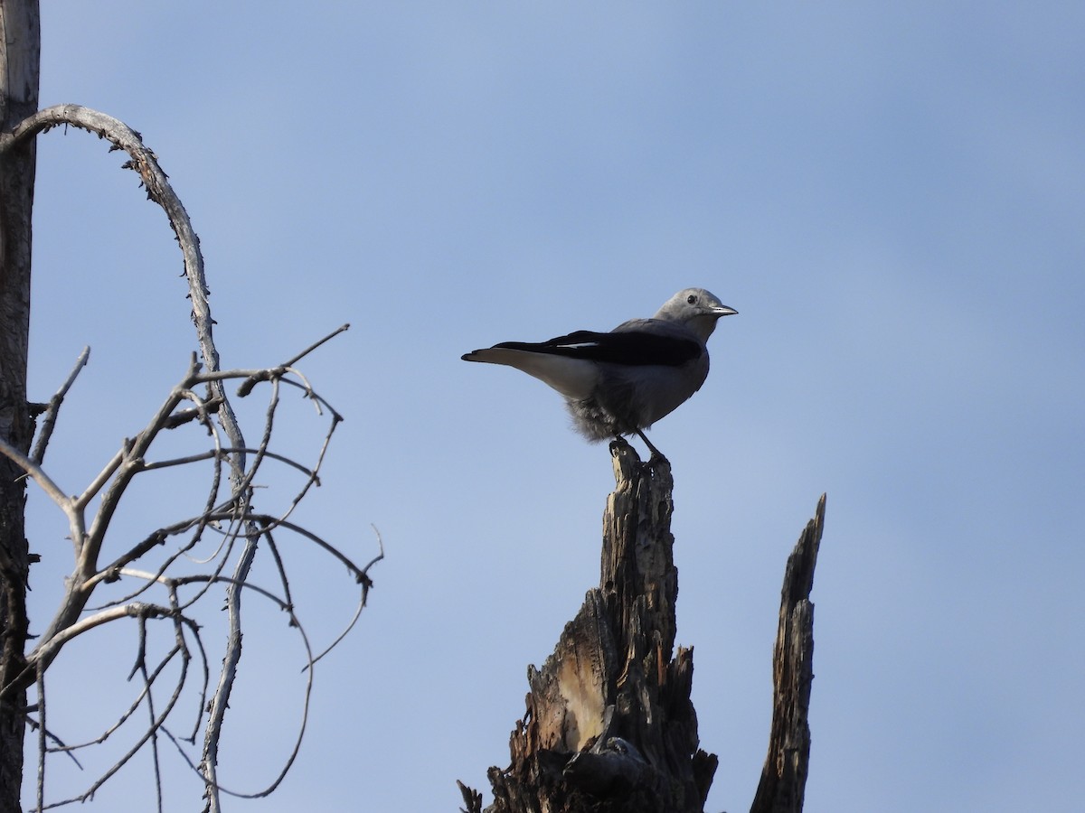 Clark's Nutcracker - ML647022672